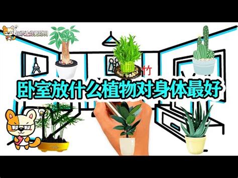 花放房間|【房間放什麼花】9種為你的卧室帶旺桃花和好運的植物朵開